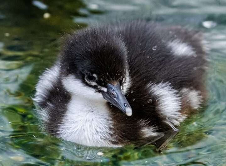 Zoo Praha, Miroslav Bobek, vodní ptáci, kachně