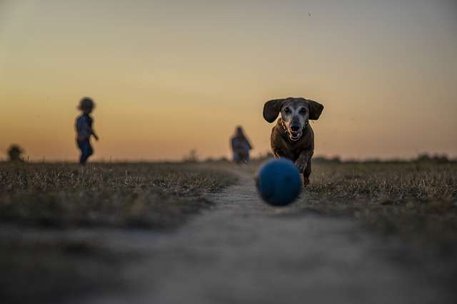 O psech, stáří, smrt, pes, domácí mazlíček, veterinární péče, strava, pohyb, láska