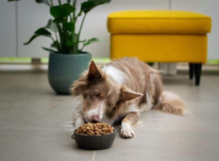 pet food, domácí mazlíčci,  Yogiee.cz, suché krmivo, granule,