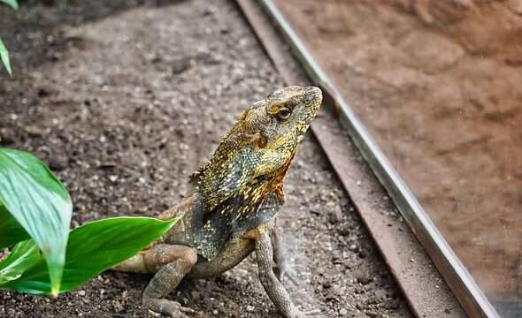 agama, domácí mazlíček, plaz, ještěrka,