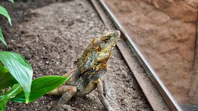 agama, domácí mazlíček, plaz, ještěrka,