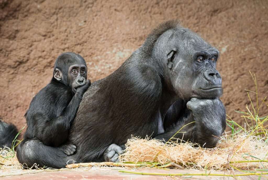 Gaia, slaví, rok, Malá gorilka, dohání, Zoo, Rezervace Dja, Zoo Praha, Mobi,