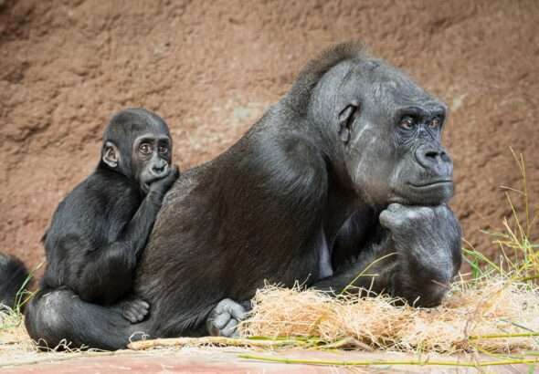 Gaia, slaví, rok, Malá gorilka, dohání, Zoo, Rezervace Dja, Zoo Praha, Mobi,