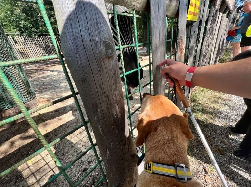 Helppes , pes, domácí mazlíček, štěně, výchova