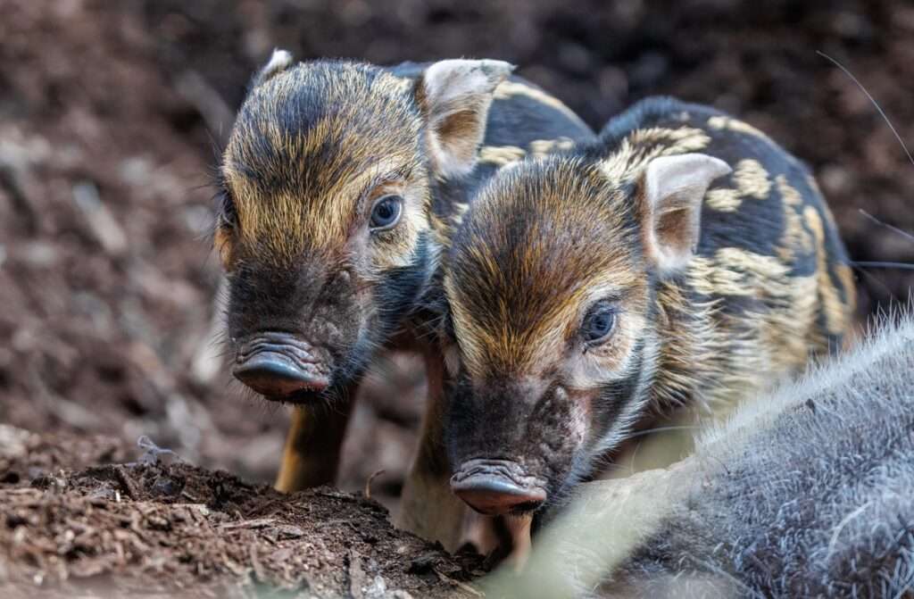 Zoo Praha, Rezervace Dja, Štětkouni afričtí