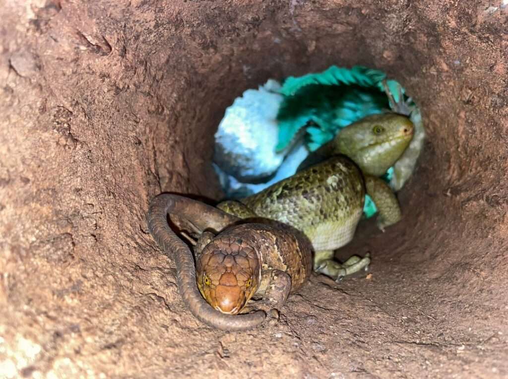 Zoo Liberec, teraristika, plazy, Bazilišek zelený