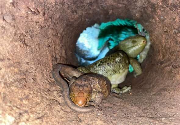 Zoo Liberec, teraristika, plazy, Bazilišek zelený