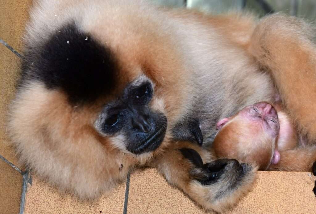 Zpívající akrobaté