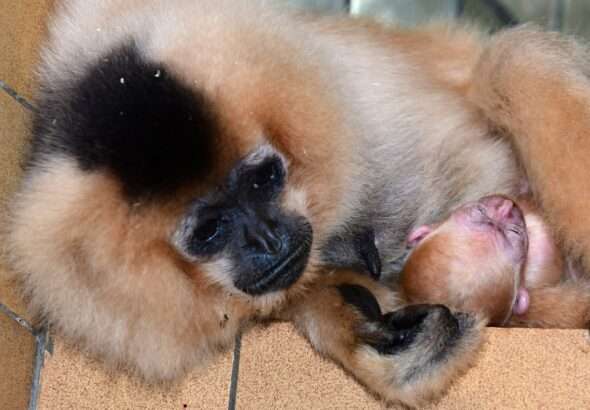 Zpívající akrobaté