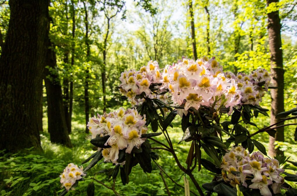 Zoo Ostrava, Sezóna rododendronů, rododendron, azalka