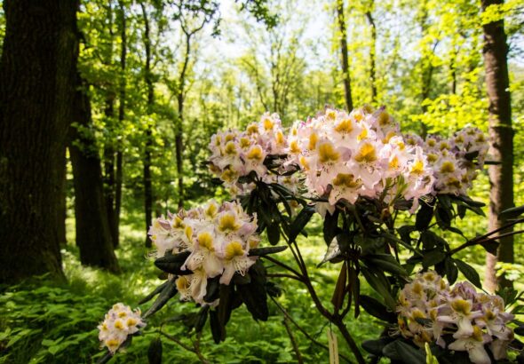 Zoo Ostrava, Sezóna rododendronů, rododendron, azalka