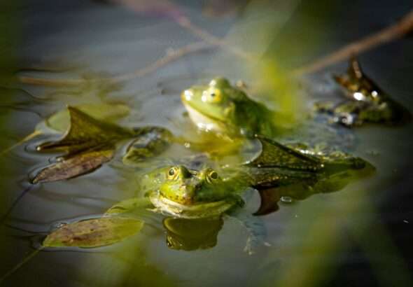 City Nature Challenge, Zoo Ostrava,