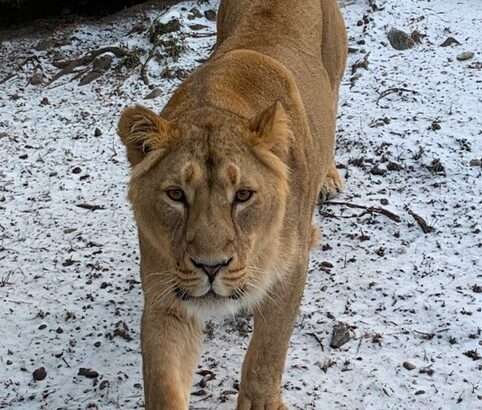 Zoo Ostrava , Ostrava, samice lva indického