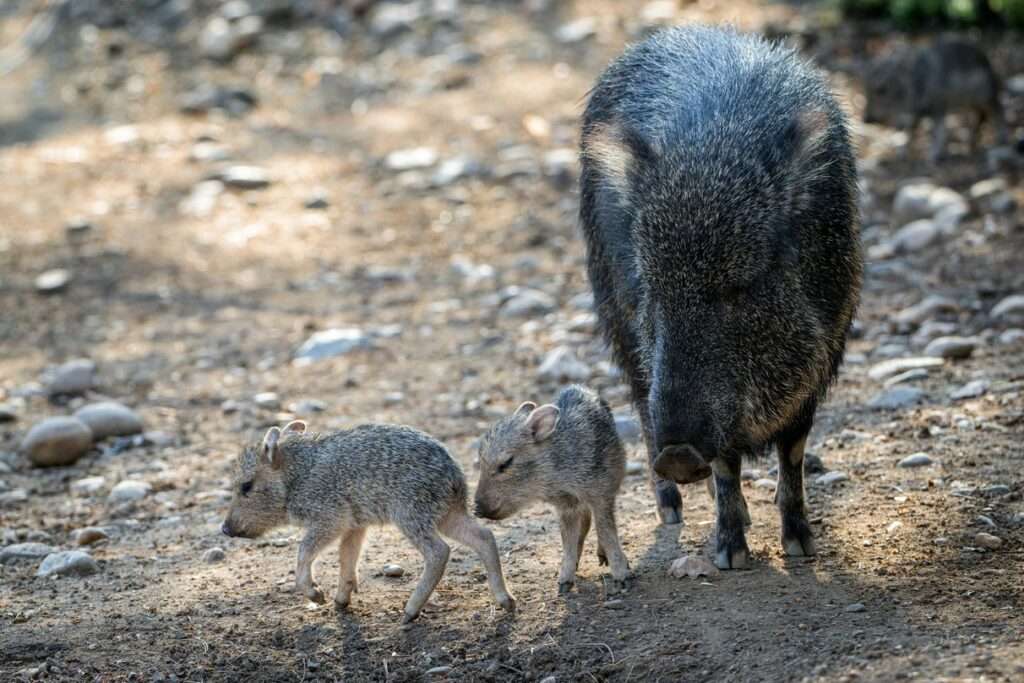 Zoo Praha, trojčata pekariů Wagnerových