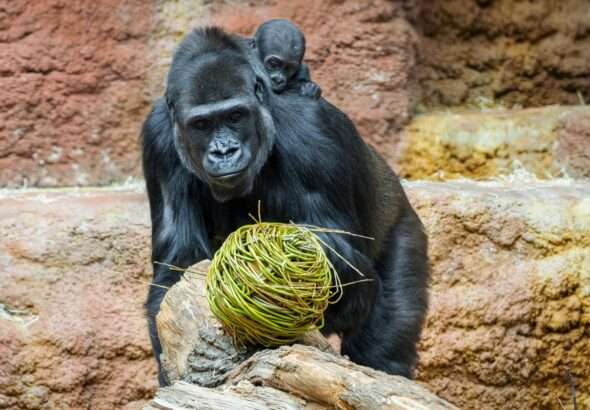 Zoo Praha, Velikonoce,
