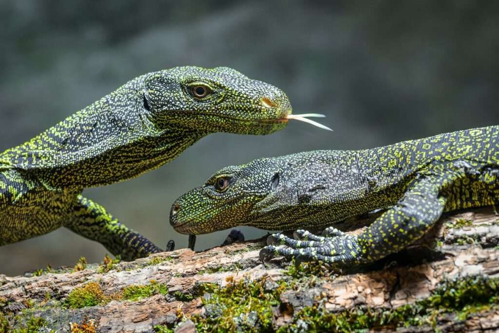 Zoo Praha obydleli varani Salvadoriovi