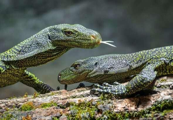 Zoo Praha obydleli varani Salvadoriovi