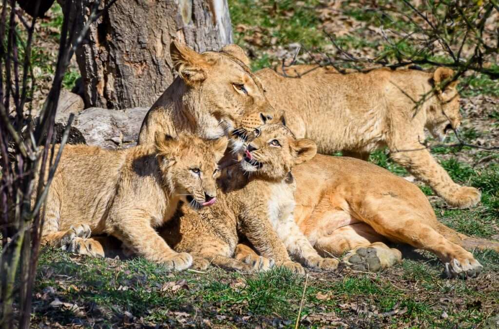 Zoo Zlín, Dne Země, křtiny 3 mláďat lva konžského