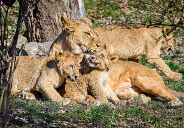 Zoo Zlín, Dne Země, křtiny 3 mláďat lva konžského