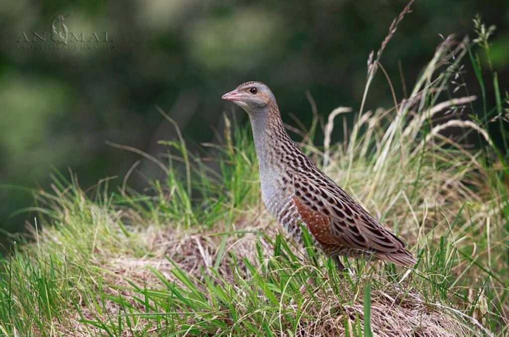 Chřástal polní, KRNAP, Krkonoše