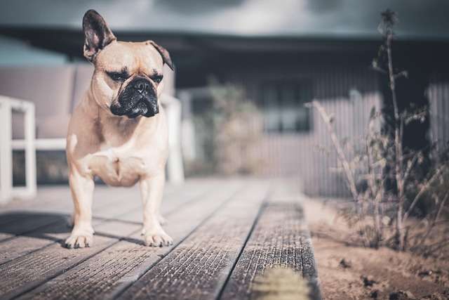 Psí abeceda, Francouzský buldočekm, Finský špic, pes, domácí mazlíček