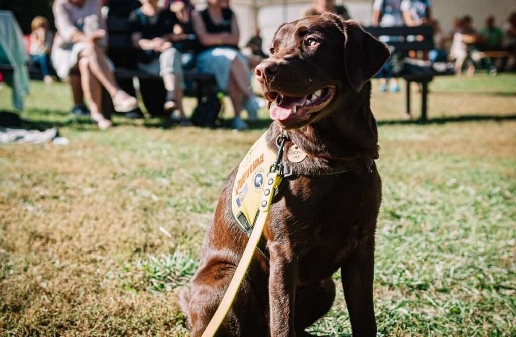 Helppes , Asistenční pes, pes