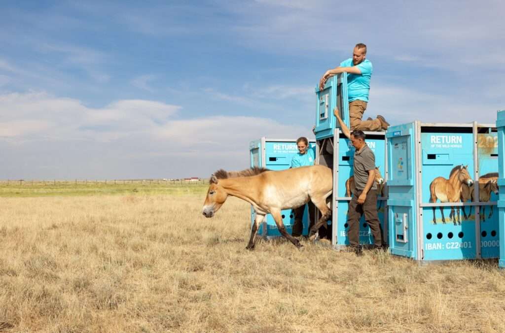 Návrat divokých koní 2025