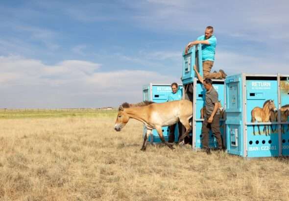 Návrat divokých koní 2025