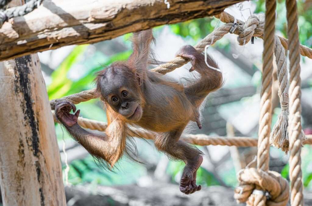 Orangutan Harapan oslaví roční narozeniny
