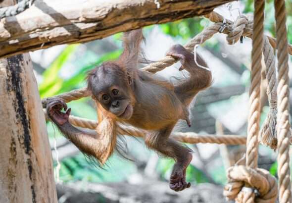 Orangutan Harapan oslaví roční narozeniny