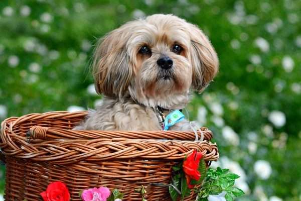 Lhasa apso