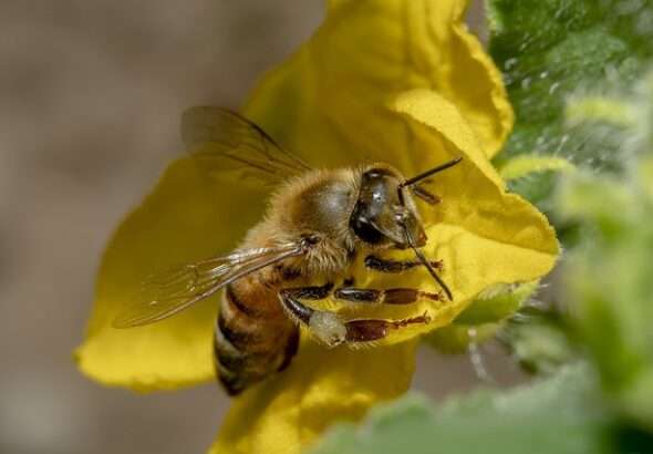 Med, propolis, pyl , kašička, Lékárna.cz