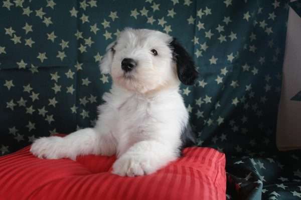 Old English Sheepdog (Bobtail)