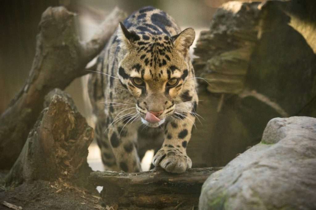Zoo Ostrava, chov pardálů obláčkových, Pardál obláčkový