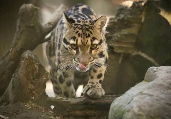 Zoo Ostrava, chov pardálů obláčkových, Pardál obláčkový