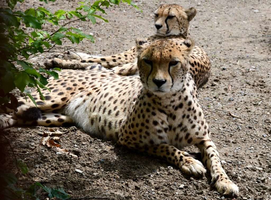Zoo Olomouc, gepardi