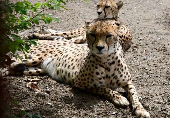 Zoo Olomouc, gepardi