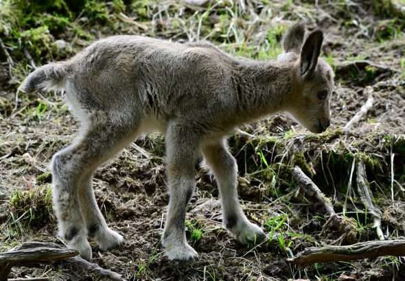 Zoo Olomouc - stádo kozorožců sibiřských , stádo, Zoo Olomouc,