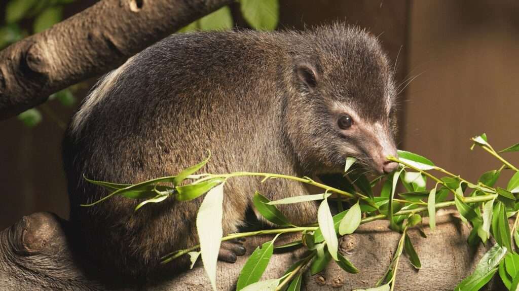 Zoo Ostrava, Damani rodu Dendrohyrax,