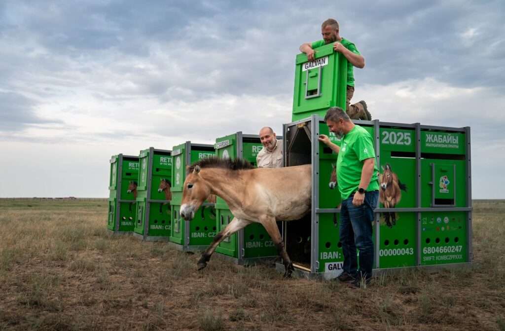Zoo Praha, kůň Převalský