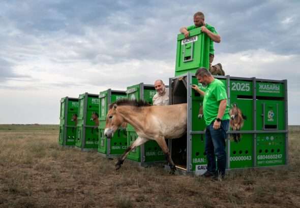 Zoo Praha, kůň Převalský