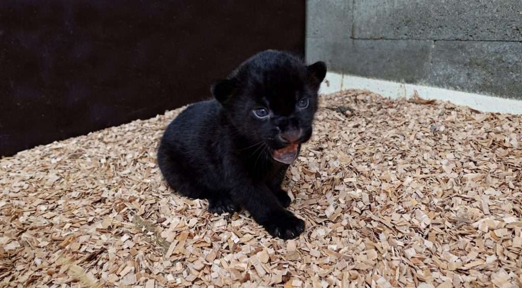 Zoo Zlín, mláděte jaguára, samice Yuny