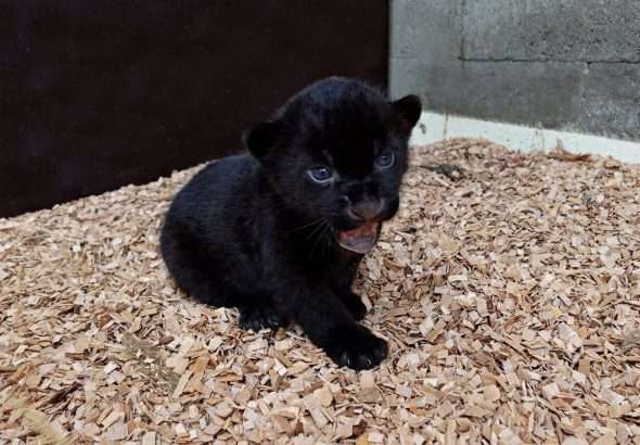 Zoo Zlín, mláděte jaguára, samice Yuny