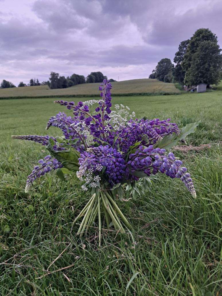 KRNAP, lupiny, kytka