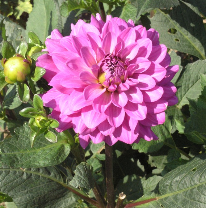 Botanická zahrada, Korea, Vinici sv. Kláry, Fascinace rostlinami