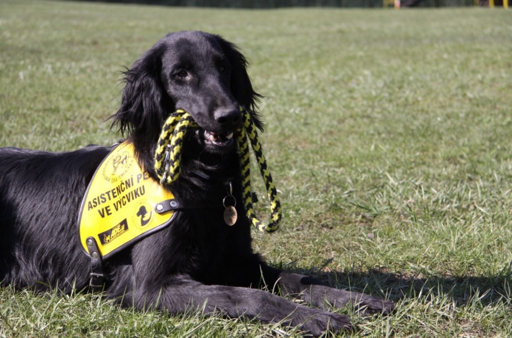 Se psem v letadle, Assistance Dogs International, pes, Helppes