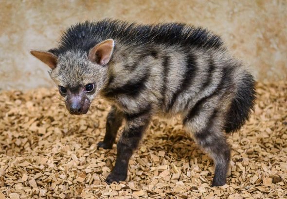 Hynka hřívatá, Zoo Zlín