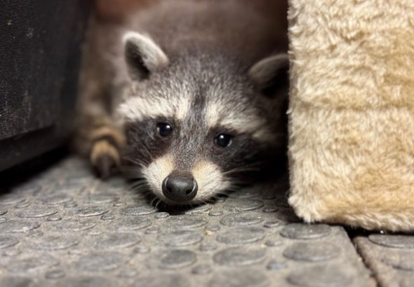 Mývalí mláďata v táborské zoo, mléko, krmení, výlet, Korec