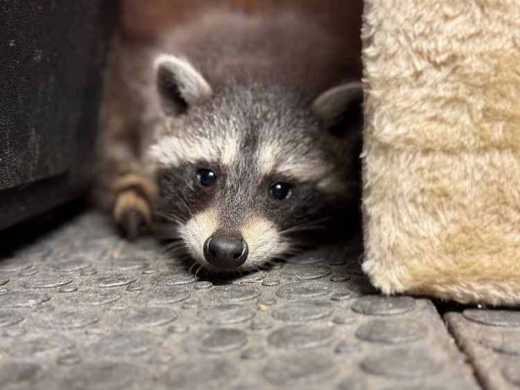 Mývalí mláďata v táborské zoo, mléko, krmení, výlet, Korec