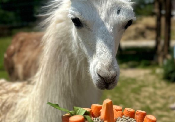 Chico, lama, Zoo Tábor, narozeniny, životní styl, jižní Čechy,